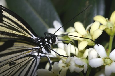 papillon papier