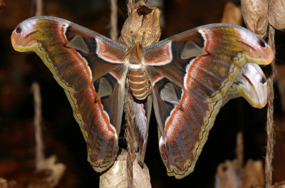 papillon cobra
