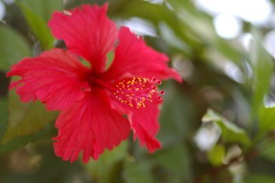 hibiscus