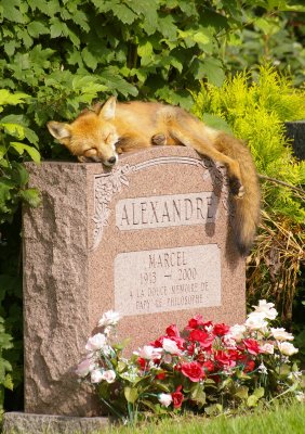 renard