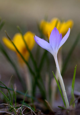 crocus