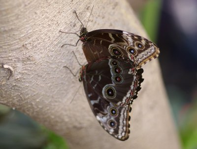 morphos accouplement