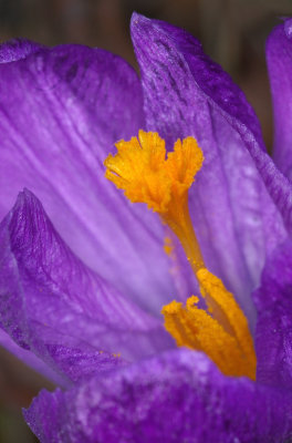 pistil et tamines de crocus