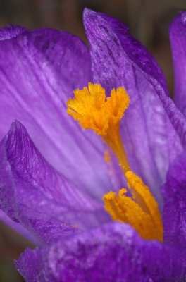 pistil et tamines de crocus