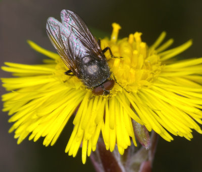 mouche domestique sur tussilage