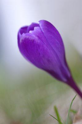 crocus mauve