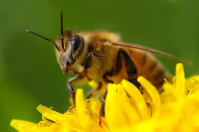 abeille domestique
