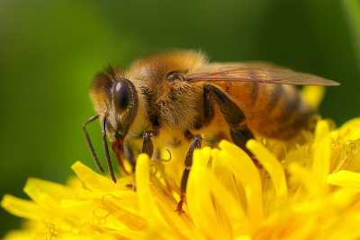 abeille domestique