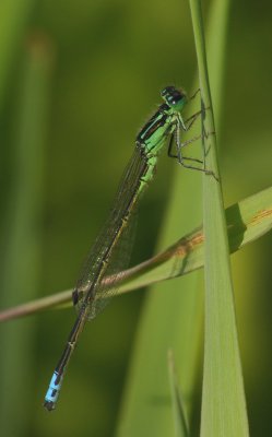 demoiselle