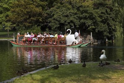 swan boats.jpg
