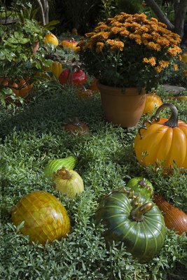 Even in October, some pumpkins remain... GREEN!