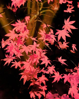 Night leaves - Japanese maple