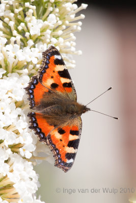 Small Tortoiseshell - Kleine Vos - Aglais urticae