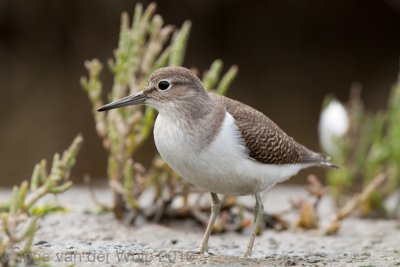 Common Sandpiper - Oeverloper - Actitis hypoleucos