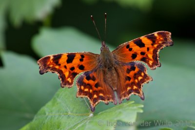 Comma - Gehakkelde Aurelia - Polygonia c-album