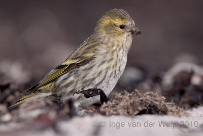 Siskin - Sijs - Carduelis spinus