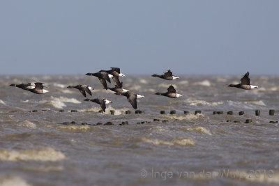 Brent Goose - Rotgans - Branta bernicla
