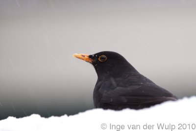 Blackbird - Merel - Turdus merula