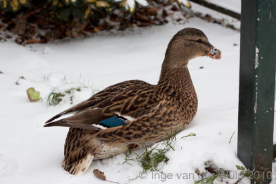 Mallard - Wilde eend -