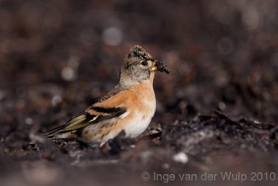 Brambling - Keep - Fringilla montifringilla