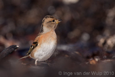 Brambling - Keep - Fringilla montifringilla
