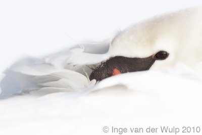 Mute Swan - Knobbelzwaan - Cygnus olor