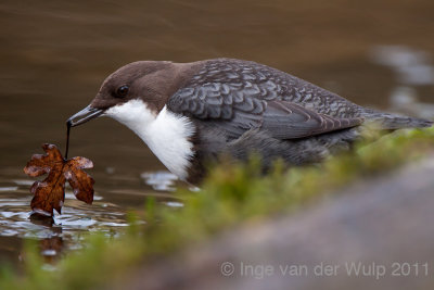 Dipper - Waterspreeuw - Cinclus cinclus