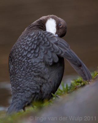 Dipper - Waterspreeuw - Cinclus cinclus