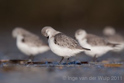 Sanderling - Drieteenstrandloper - Calidris alba