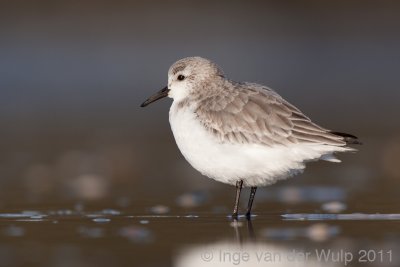 Sanderling - Drieteenstrandloper - Calidris alba