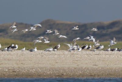 Grote Stern - Sandwich Tern - Sterna sandvicensis