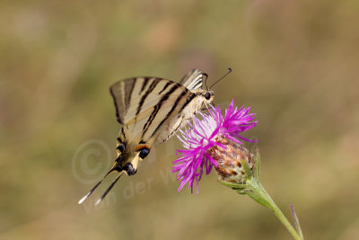 Koningspage, Iphiclides podalirius, Scarce swallowtail 