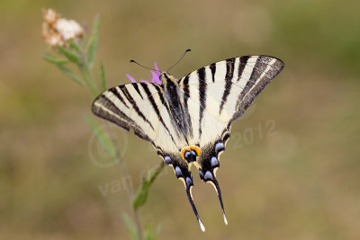 Butterflies - Vlinders