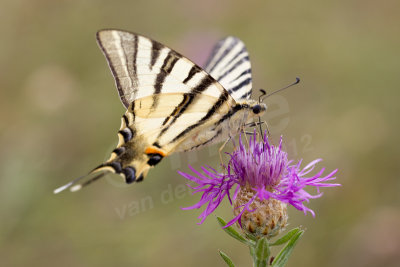 Koningspage, Iphiclides podalirius, Scarce swallowtail 