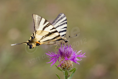 Koningspage, Iphiclides podalirius, Scarce swallowtail 