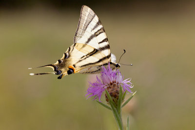 Koningspage, Iphiclides podalirius, Scarce swallowtail 