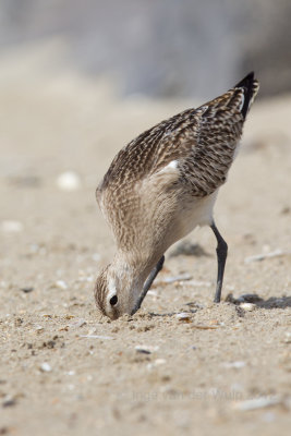 Bar tailed Godwit - Rosse Grutto
