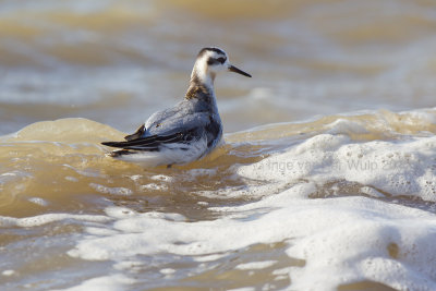Grey Phalarope - Rosse Franjepoot - Phalaropus fulicarius