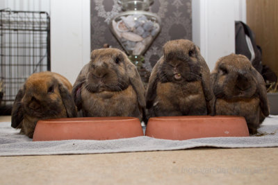 My four rabbits