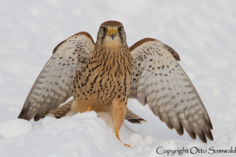 Kestrel - Falco tinnunculus