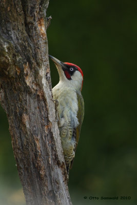 Green Woodpecker - Picus viridis