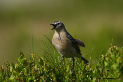 Water Pipit - Anthus spinoletta