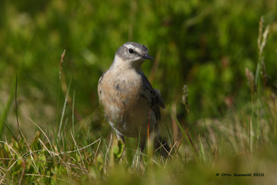 Water Pipit - Anthus spinoletta
