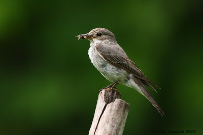 Spotted Flycatcher - Muscicapa striata