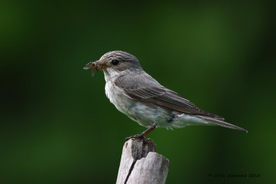 Spotted Flycatcher - Muscicapa striata