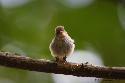 Red-breasted Flycatcher - Ficedula parva