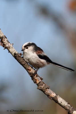 Long-tailed Tit - Aegithalos caudatus