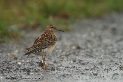 Pectoral Sandpiper - Calidris melanotos