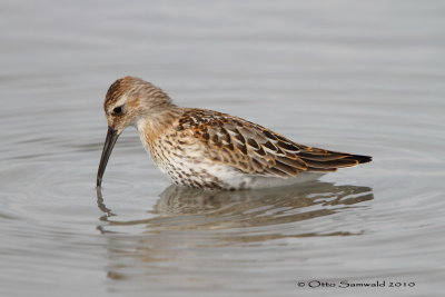 Dunlin - Calidris alpina