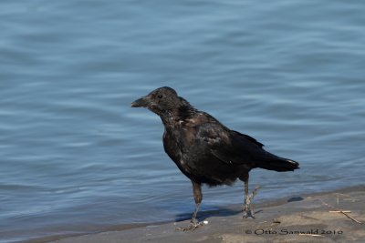 Carrion Crow - Corvus corone corone
